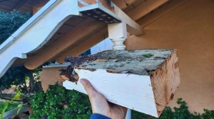 Termite Damage